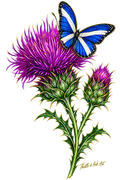 Wings of Scotland – Thistle & Saltire Butterfly T-Shirt